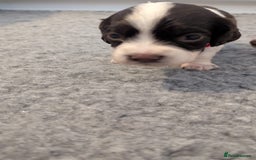 English Springer Spaniel dogs for sale: Adorable Springer Spaniel Puppies - Image 13
