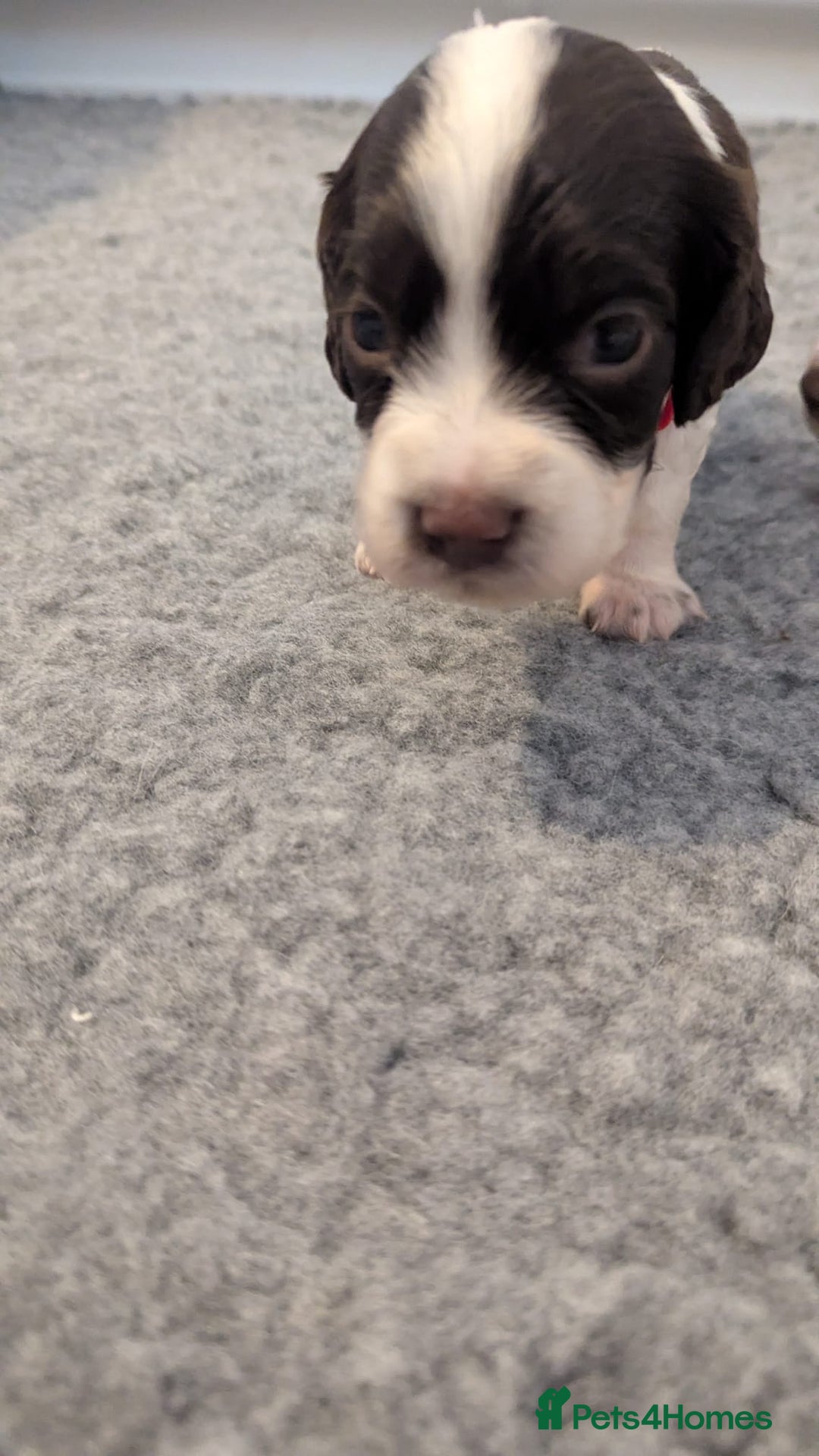 English Springer Spaniel dogs for sale: Adorable Springer Spaniel Puppies - Image 13