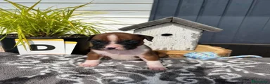 Boxer 3