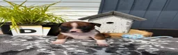 Boxer dogs for sale: 5 show pure Boxers Puppies - Advert 3