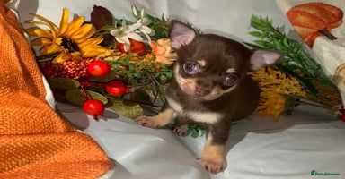 Chihuahua dogs - Advert 7