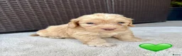 Cockapoo dogs for sale: Gorgeous F1 Cockapoo Puppies 🩷 in Llandinam - Advert 16