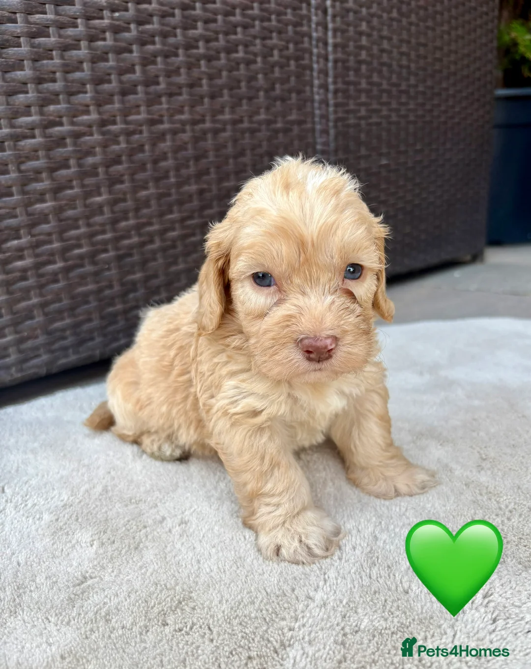 Cockapoo dogs for sale: Gorgeous F1 Cockapoo Puppies 🩷 in Llandinam - Advert 16