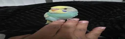 Budgerigars birds for sale: Beautiful Hand-Tamed Baby Budgies - For sale - Advert 4