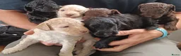 Mixed Breed dogs for sale: Adorable labradoodle X colliedoodle pups in Exeter - Advert 10