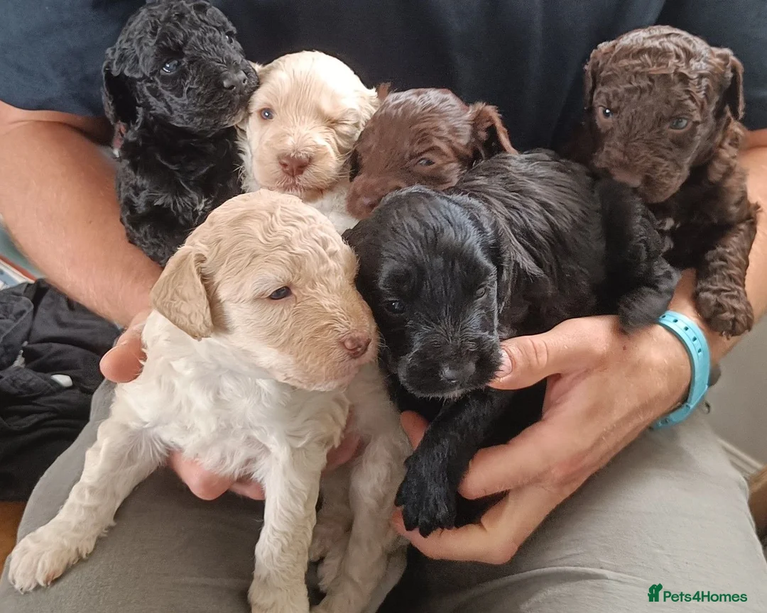 Mixed Breed dogs for sale: Adorable labradoodle X colliedoodle pups in Exeter - Advert 10