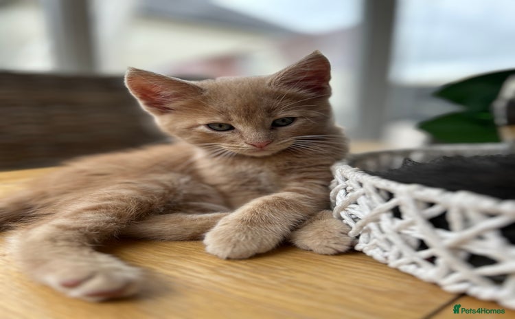 Maine Coon cats - Advert 13