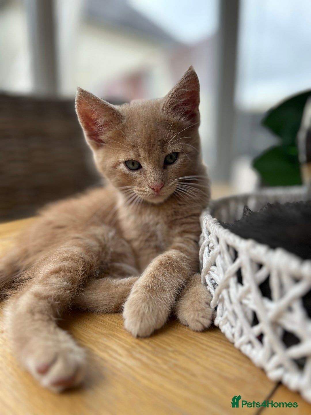 Maine Coon cats for sale: Maine Coon Cross - Image 3