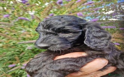 Cockapoo dogs for sale: EXCEPTIONAL HEALTH TESTED SHOW TYPE COCKAPOOS F1B - Image 31
