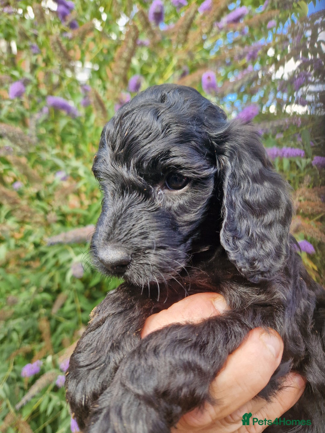 Cockapoo dogs for sale: EXCEPTIONAL HEALTH TESTED SHOW TYPE COCKAPOOS F1B - Image 31