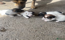 Jack Russell dogs for sale: Jack russel puppies - Image 1