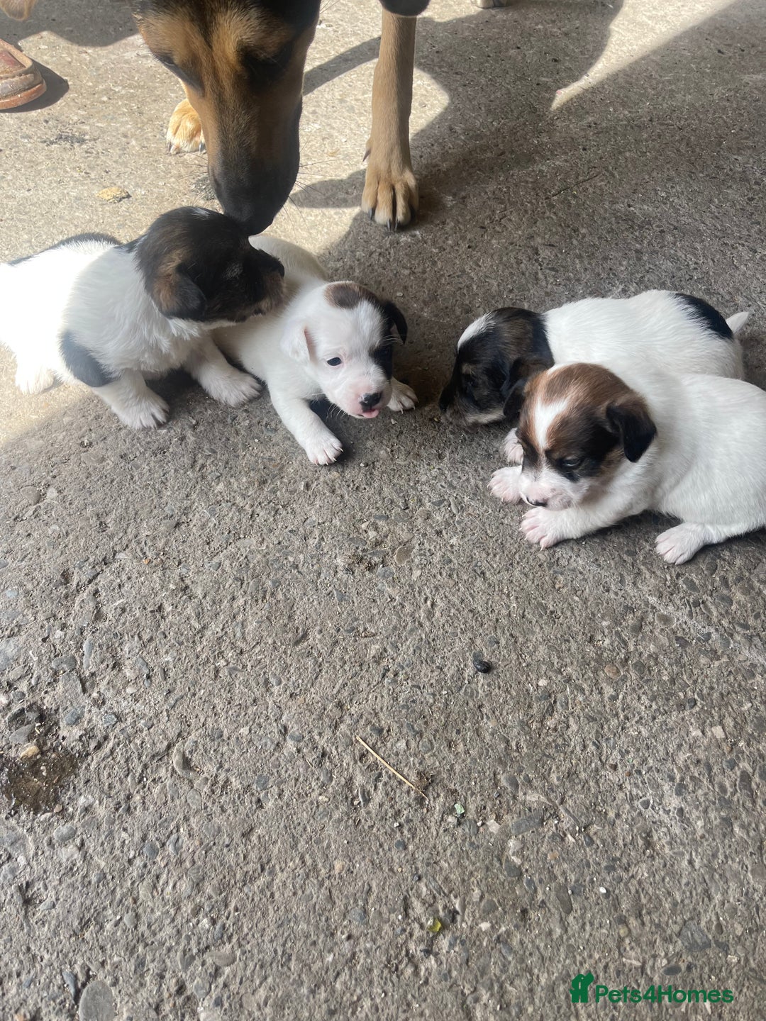 Jack Russell dogs for sale: Jack russel puppies - Image 1