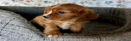 Cavalier King Charles Spaniel dogs for sale: Beautiful ruby boy looking for forever home - Advert 8
