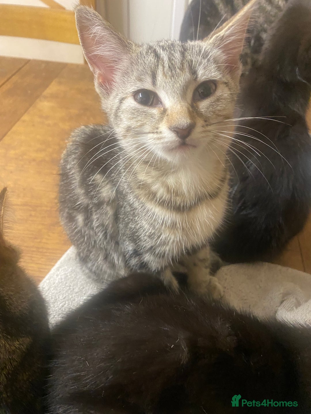 Mixed Breed cats for sale: A tabby girl for sale  - Image 3