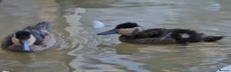 Ducks poultry for sale: Blue billed teal - Advert 2