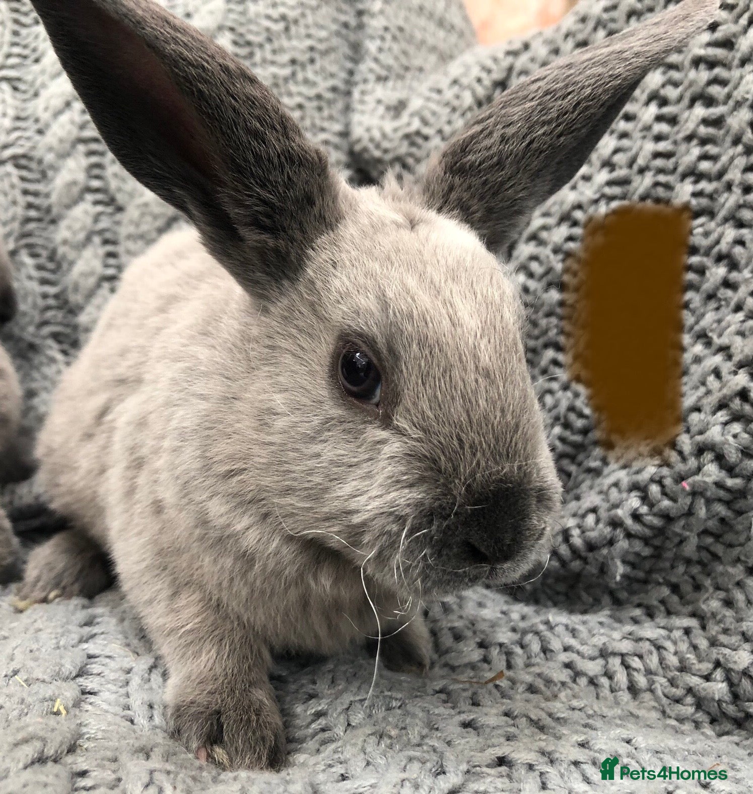 Rex rabbits Beautiful velvet mini Rex & Rex rabbits - Advert 14