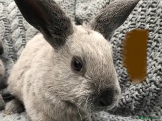 Rex rabbits Beautiful velvet mini Rex & Rex rabbits - Advert 14