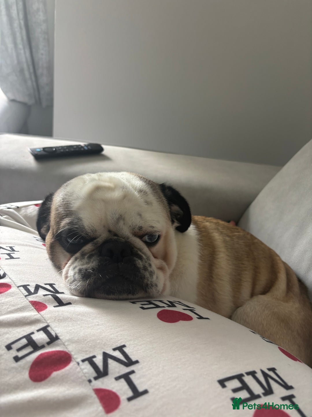 Pug dogs for stud: Proven pug *STUD* - Image 4