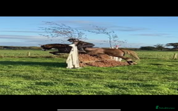 Welsh Section B horses for sale: 🎀Bunbury Zianna aka Annie 🎀 - Image 7