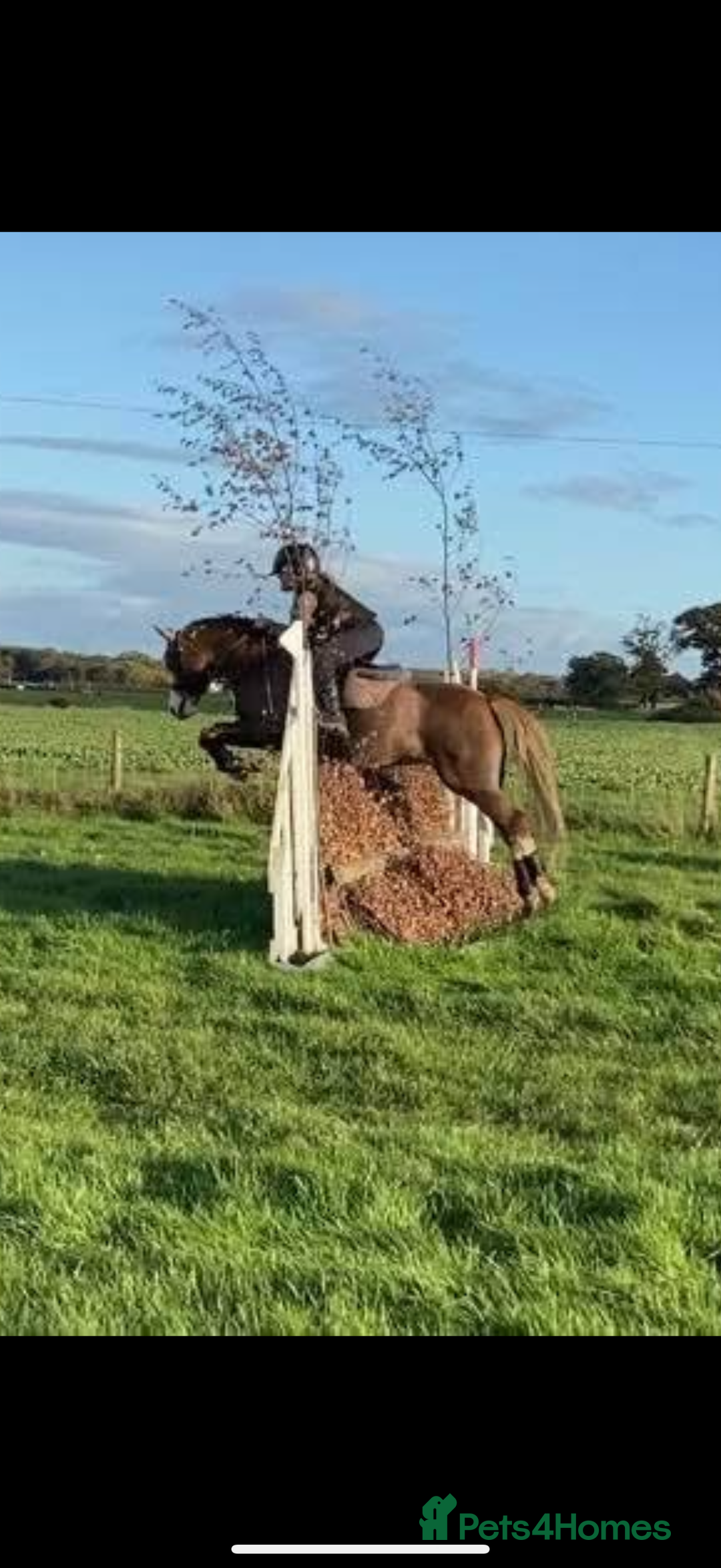 Welsh Section B horses for sale: 🎀Bunbury Zianna aka Annie 🎀 - Image 7
