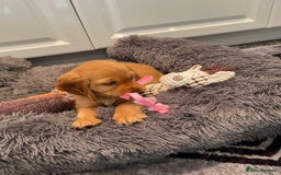 Cocker Spaniel dogs for sale:  Cocker spaniel puppies  - Advert 24