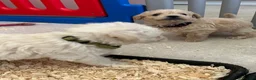 Westiepoo dogs for sale: Beautiful westiepoo puppies  - Advert 26