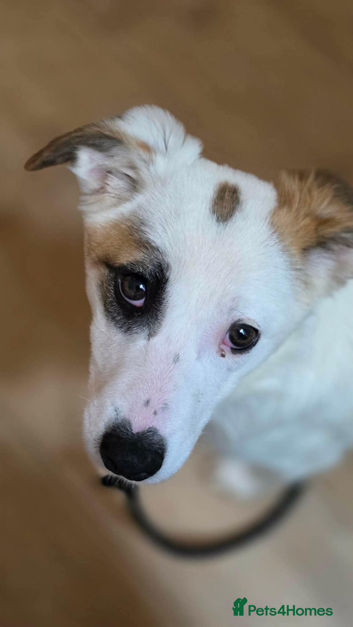 Mixed Breed dogs Patchy - Advert 1