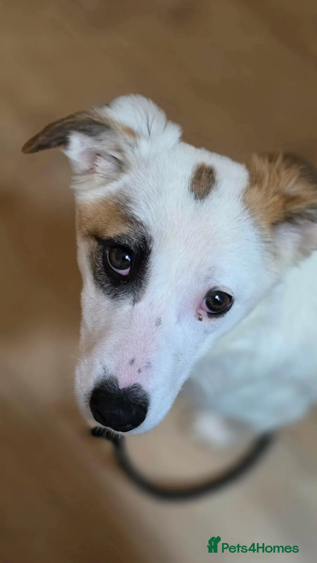 Mixed Breed dogs for adoption: Patchy in Glasgow - Advert 1