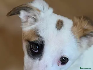 Mixed Breed dogs Patchy - Advert 1