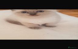 Ragdoll cats for sale: Half rag doll for sell  - Image 8