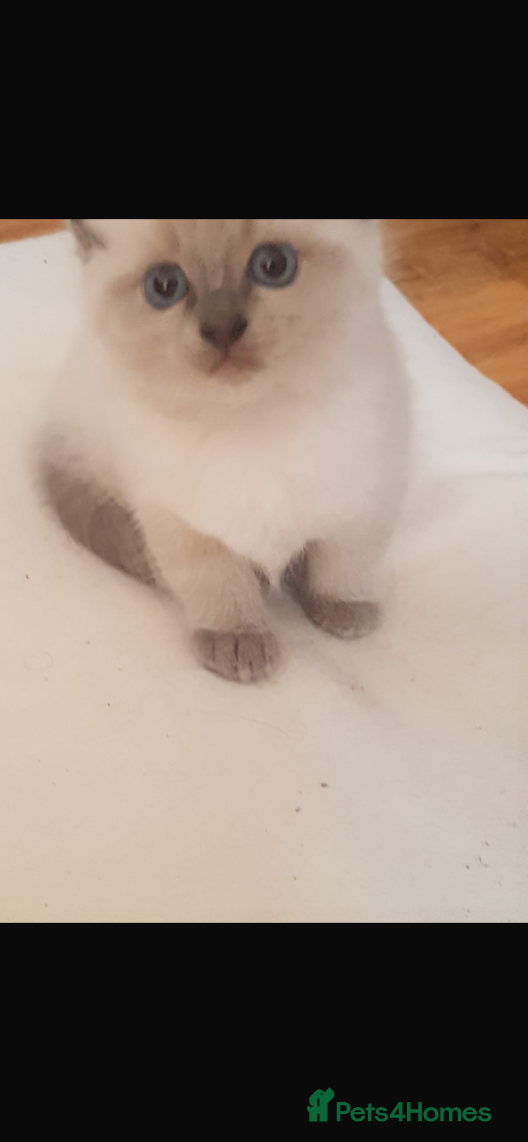 Ragdoll cats for sale: Half rag doll for sell  - Image 8