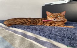 Bengal cats for sale: Bengal cat - Image 21