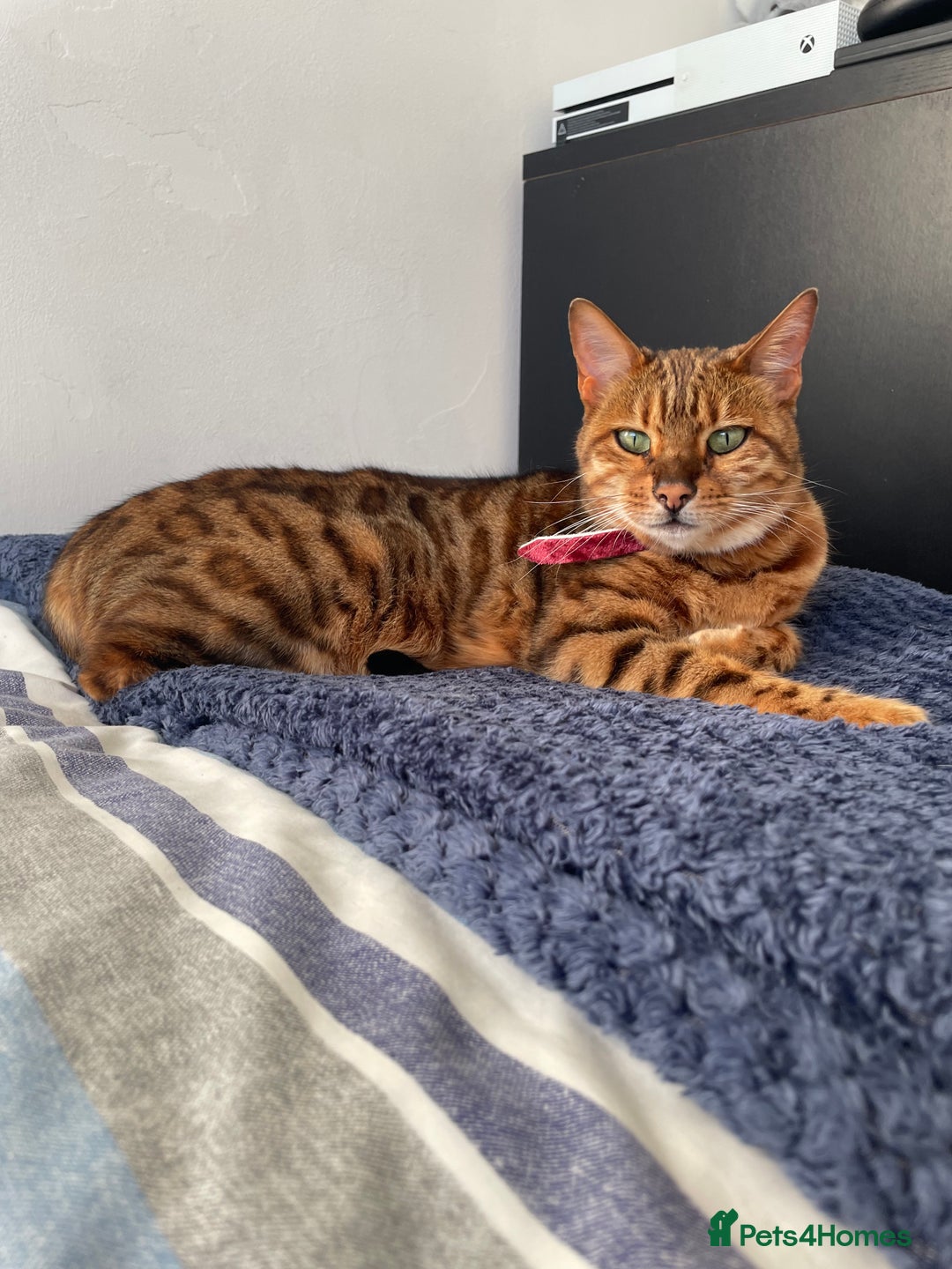 Bengal cats for sale: Bengal cat - Image 21