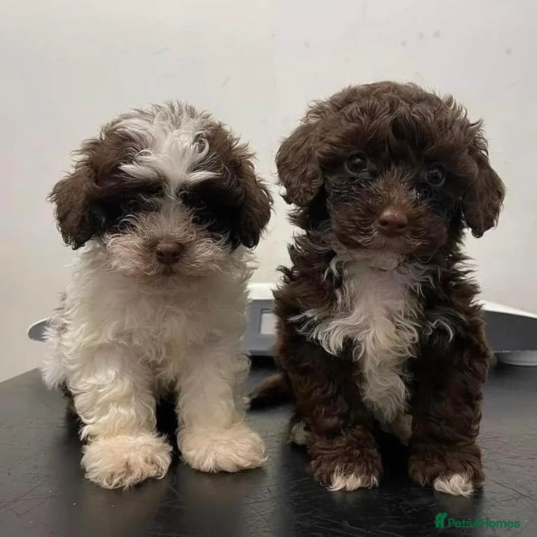 Shihpoo dogs for sale: WAITING LIST Toy shihpoo puppies  - Advert 2