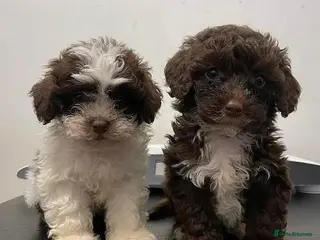 Shihpoo dogs WAITING LIST TOY SHIHPOO PUPPIES - Advert 4