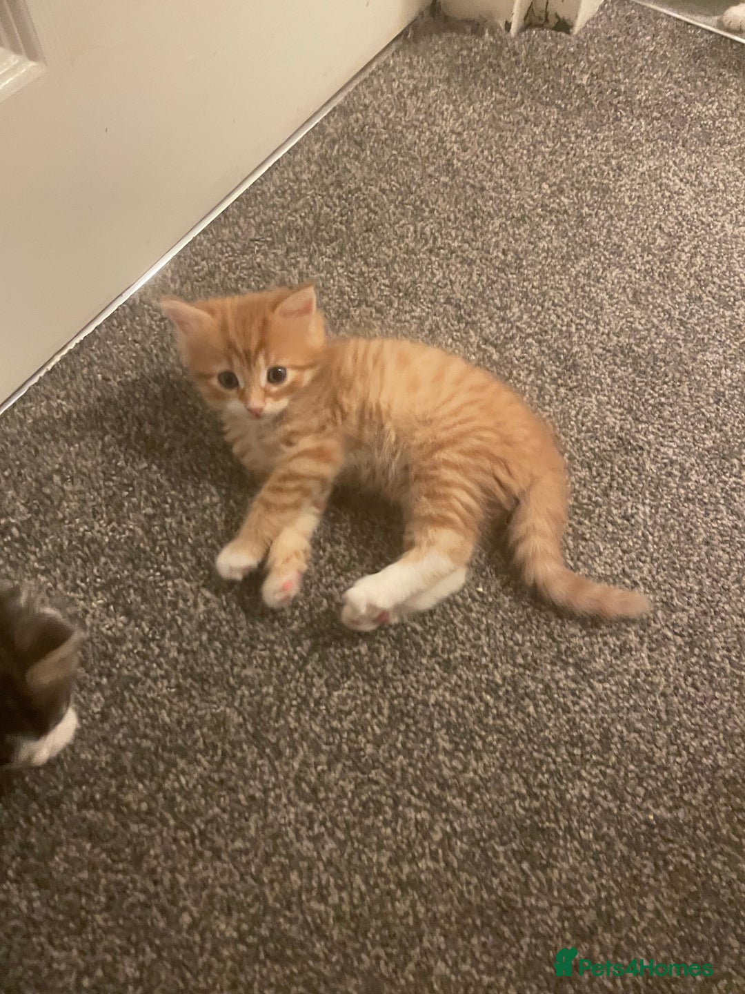 British Longhair cats for sale: Ginger kitten  - Advert 4