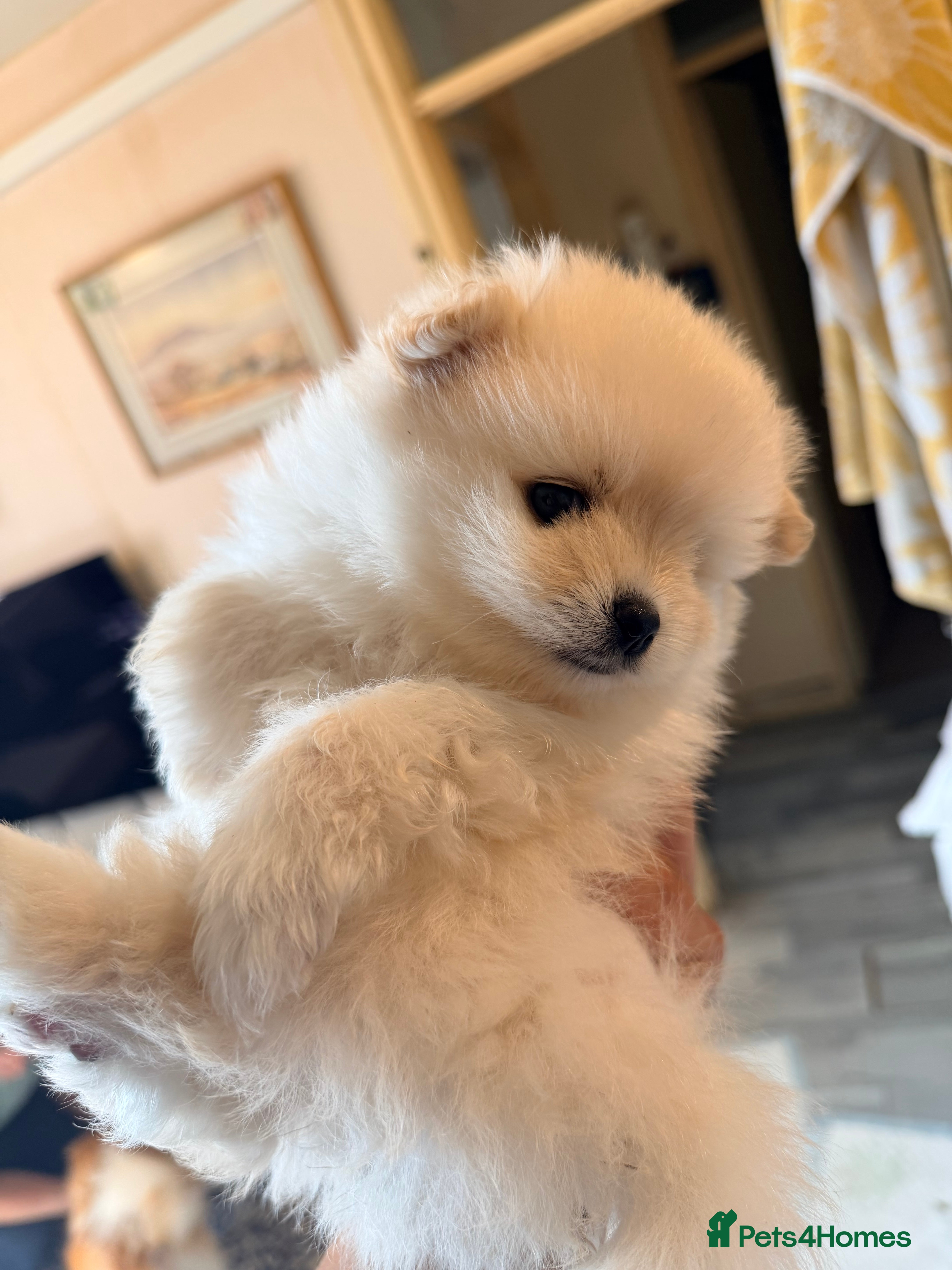 Pomeranian dogs Pomeranian  - Advert 7