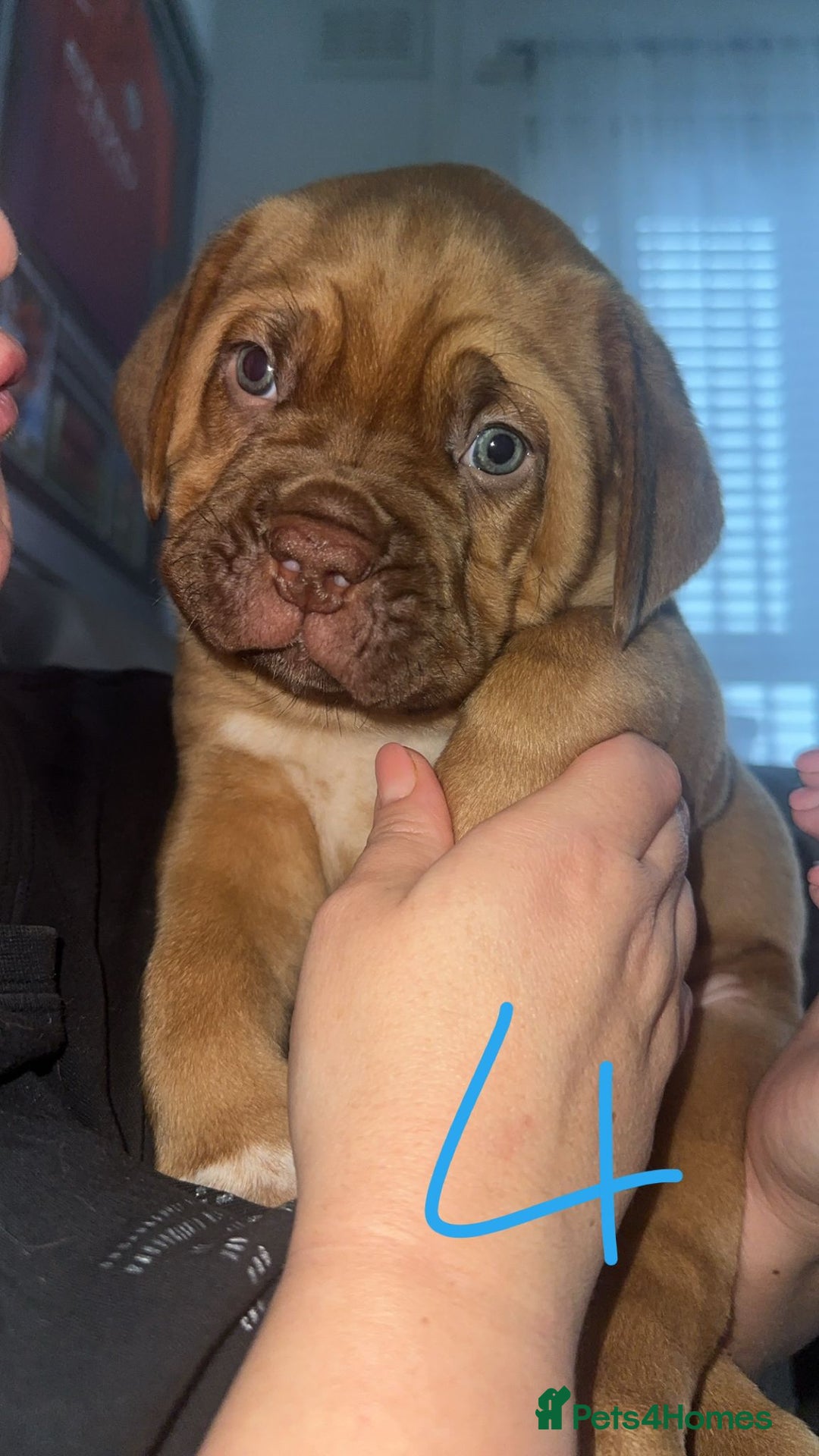 Dogue De Bordeaux dogs for sale: Dogue de bordeaux - Advert 19