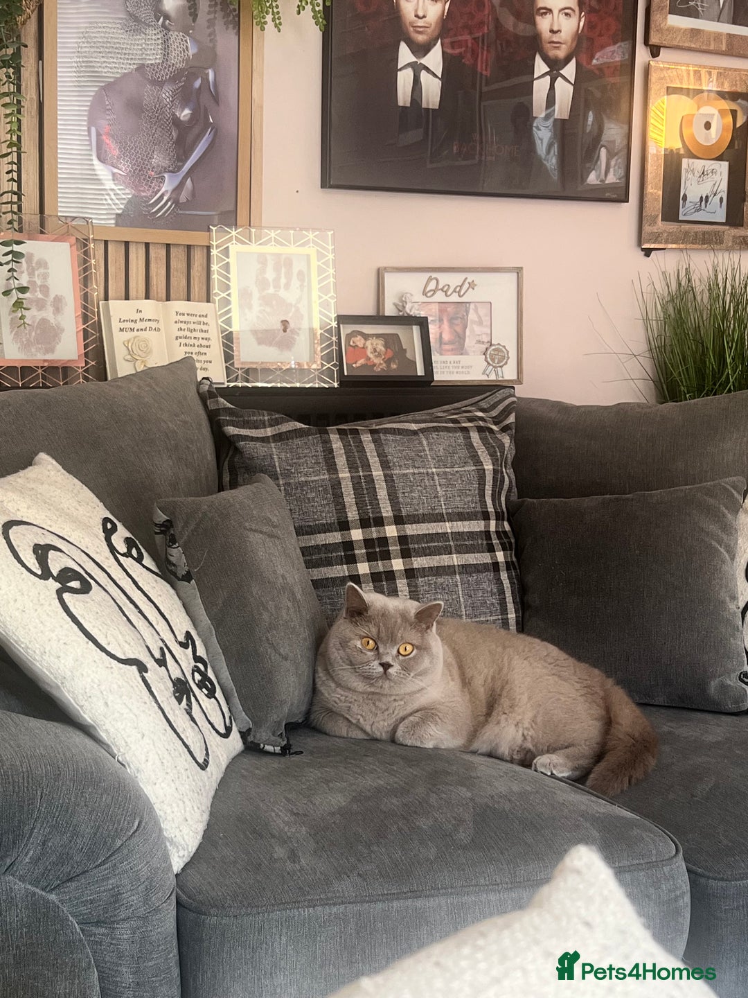 British Shorthair cats for sale: *** WANTED ***  - Image 2