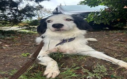 Mixed Breed dogs for adoption: Spotty - Norwich Norfolk  - Image 5