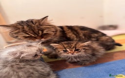 British Longhair cats for sale: British Long Hair Kittens - Image 19