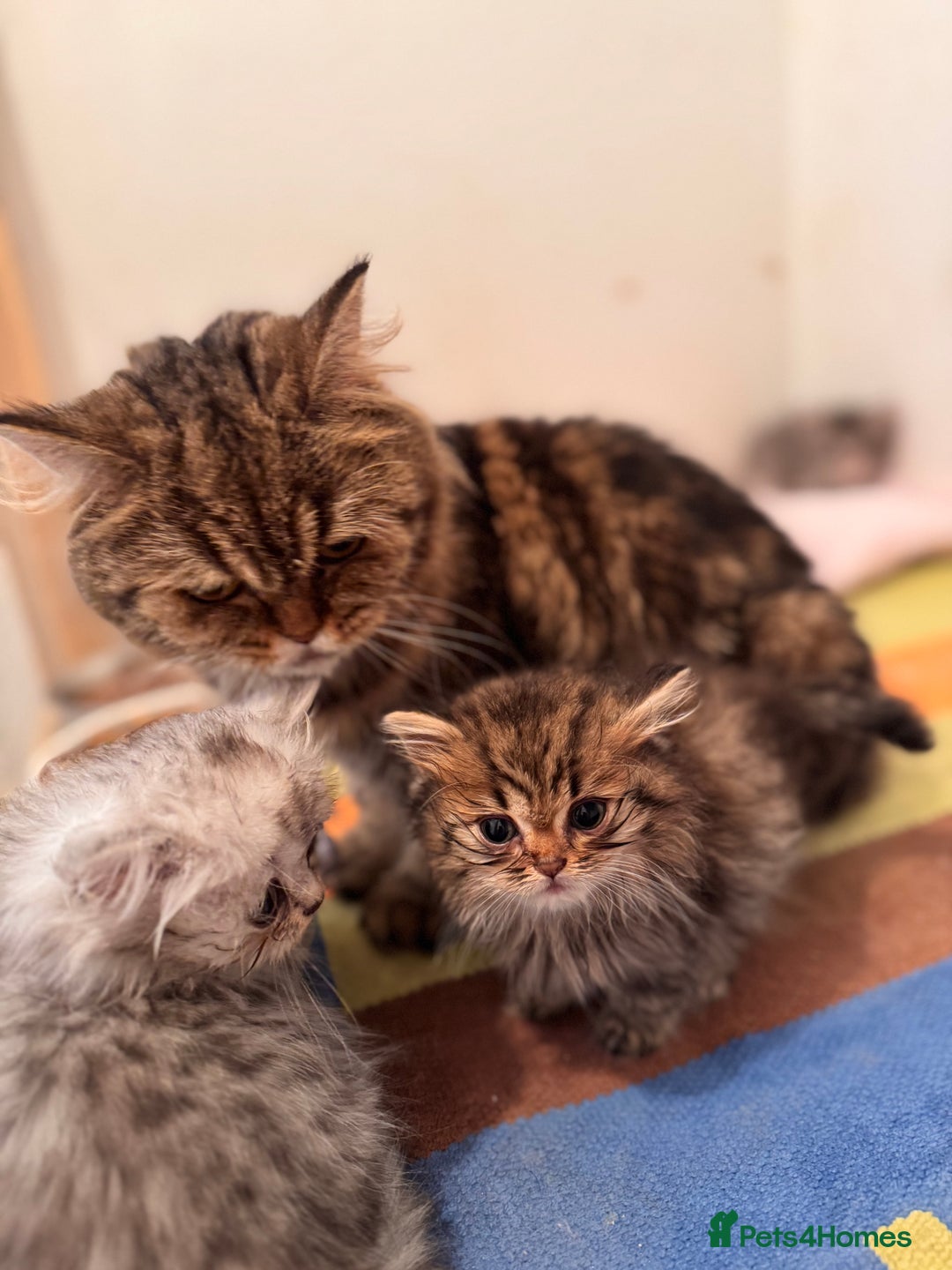 British Longhair cats for sale: British Long Hair Kittens - Image 19