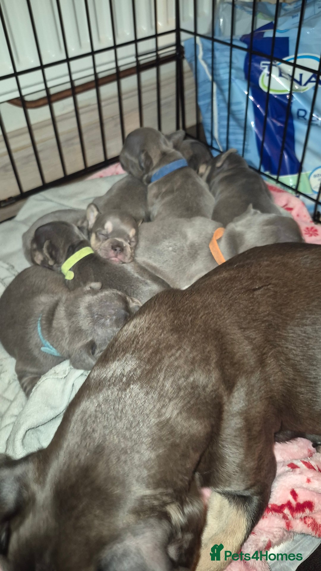 French Bulldog dogs for sale: Ready 16th  - Advert 1