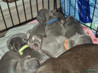 French Bulldog dogs Ready 16th - Advert 1