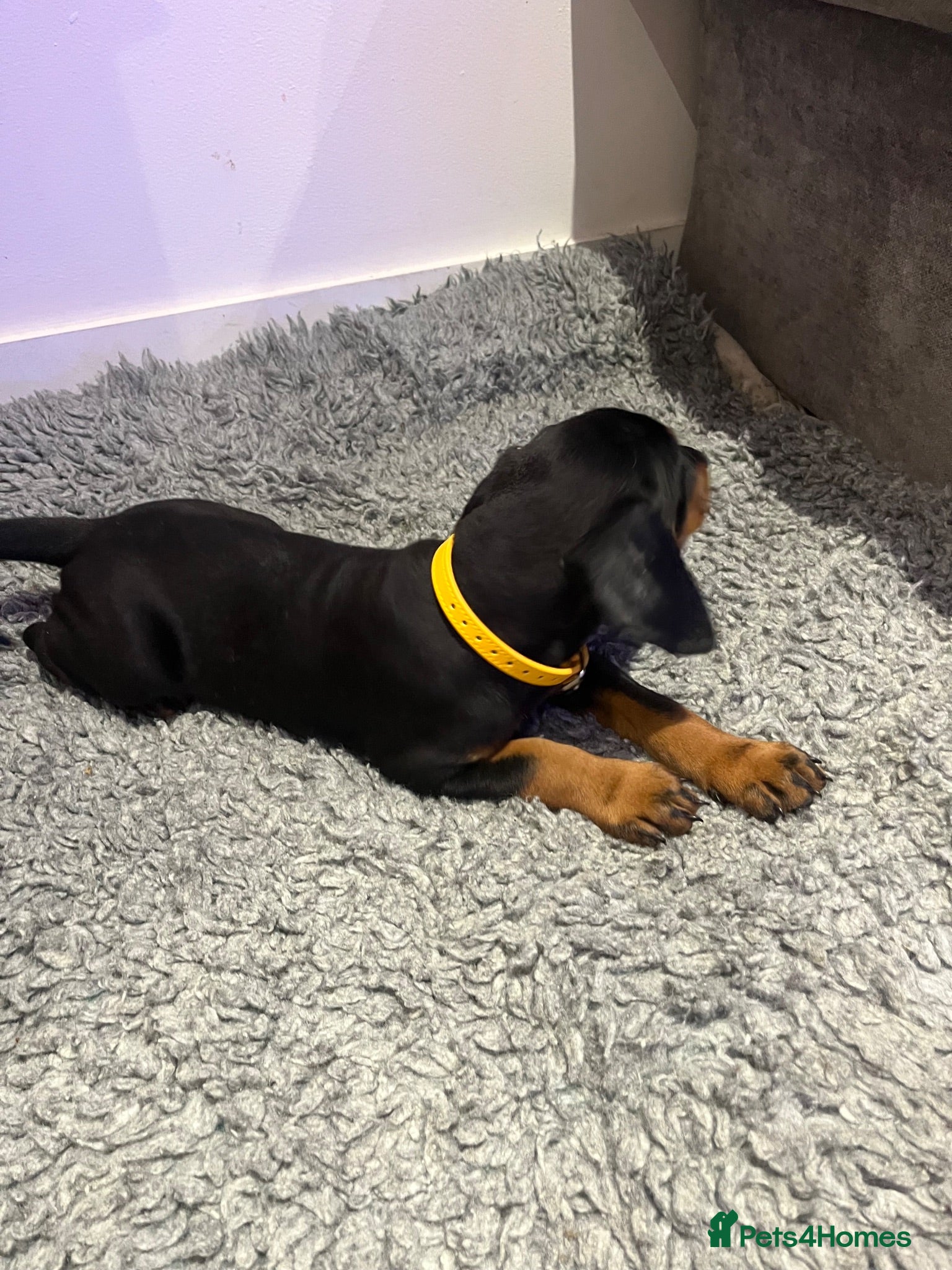 Dobermann dogs 🏆 Exceptional KC Registered Dobermann Puppies 🏆 - Advert 2