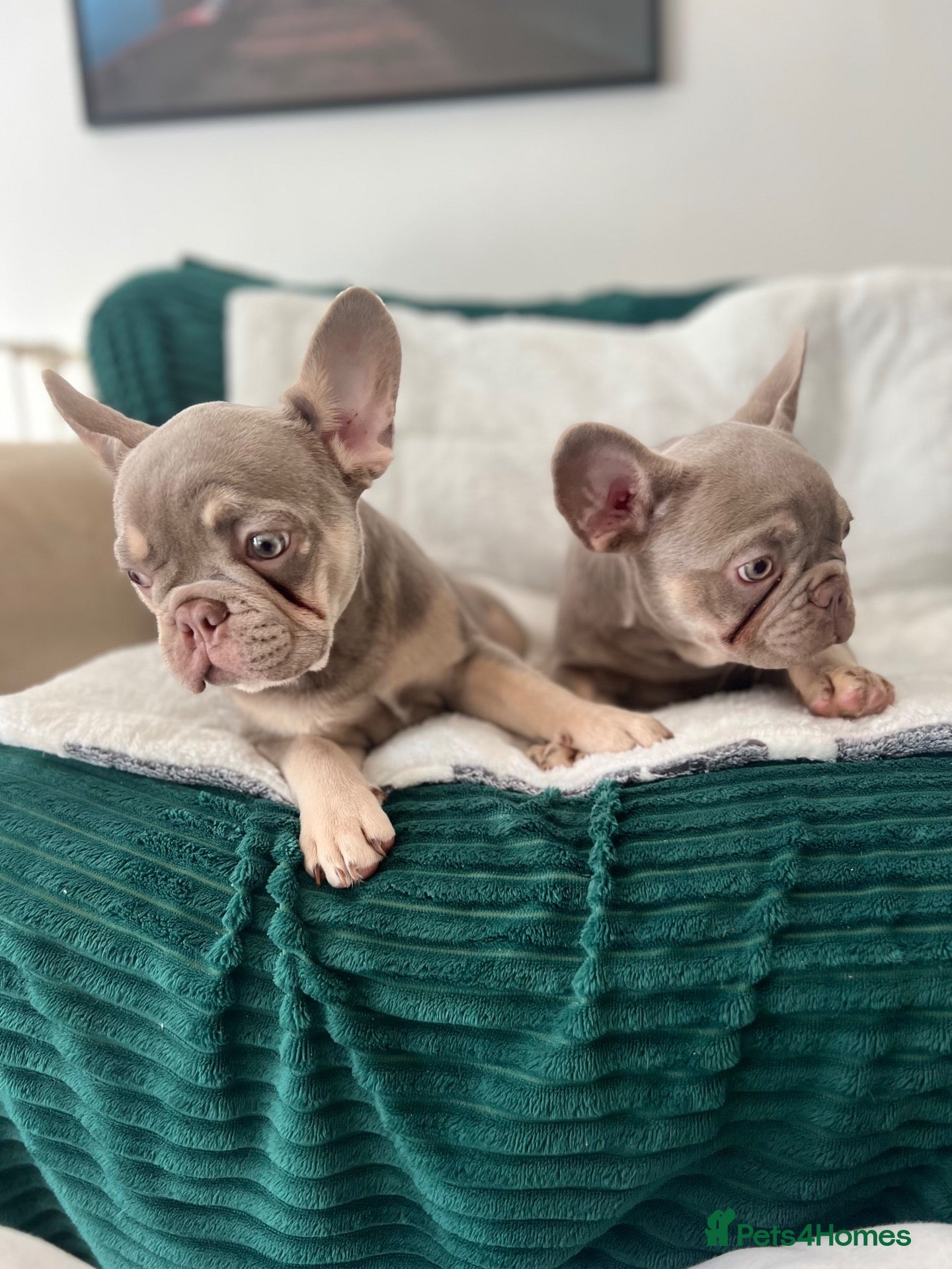 French Bulldog dogs Last Girls French Bulldog DNA Clear - Advert 2