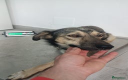 Mixed Breed dogs for adoption: HONEY !  a Lovely 3 LEGGED Boy - for a Loving Home - Image 1