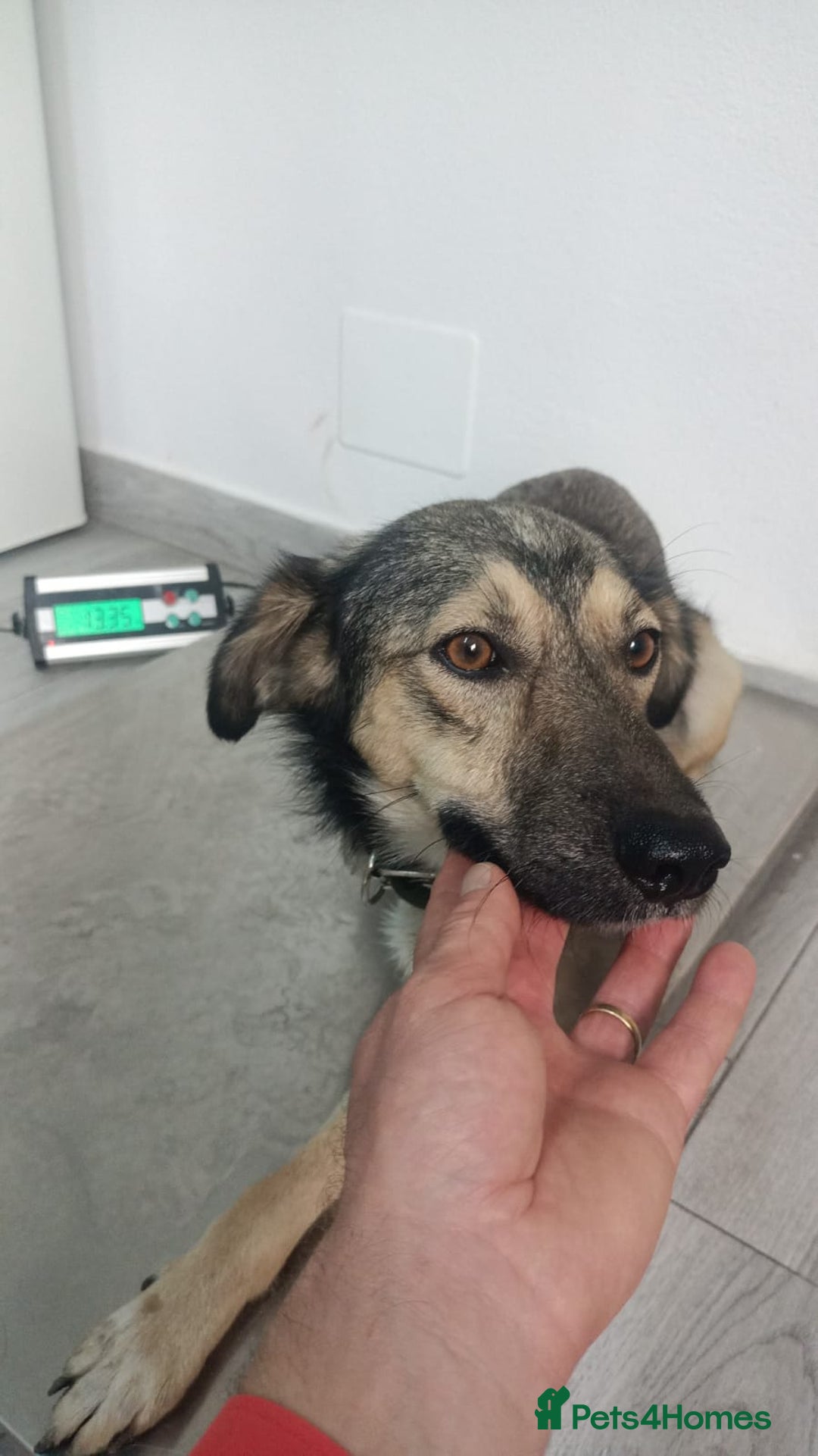 Mixed Breed dogs for adoption: HONEY !  a Lovely 3 LEGGED Boy - for a Loving Home - Image 1