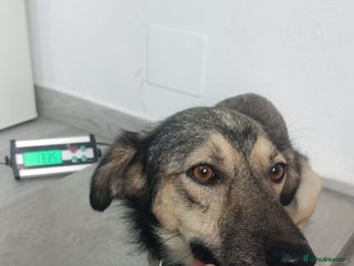 Mixed Breed dogs - Advert 32