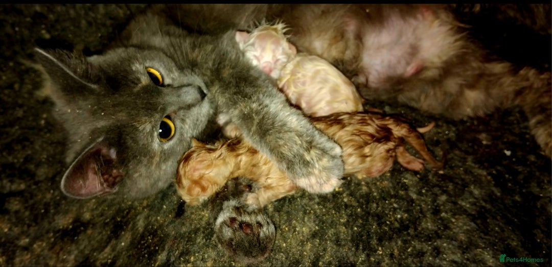British Shorthair cats for sale: 3/4 British short hair male ready now  - Image 7